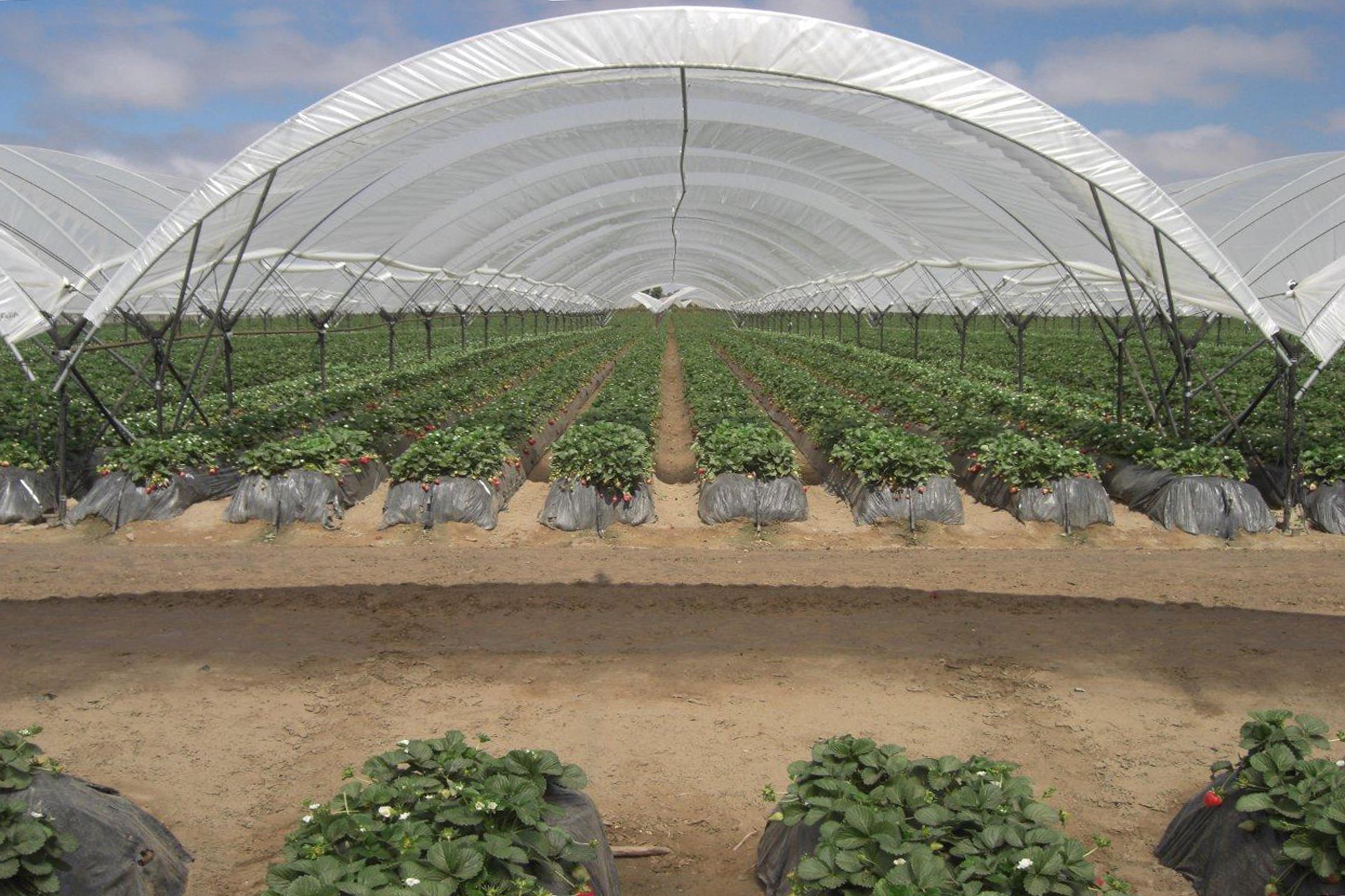 Commercial hoop-house with strawberry plants in rows