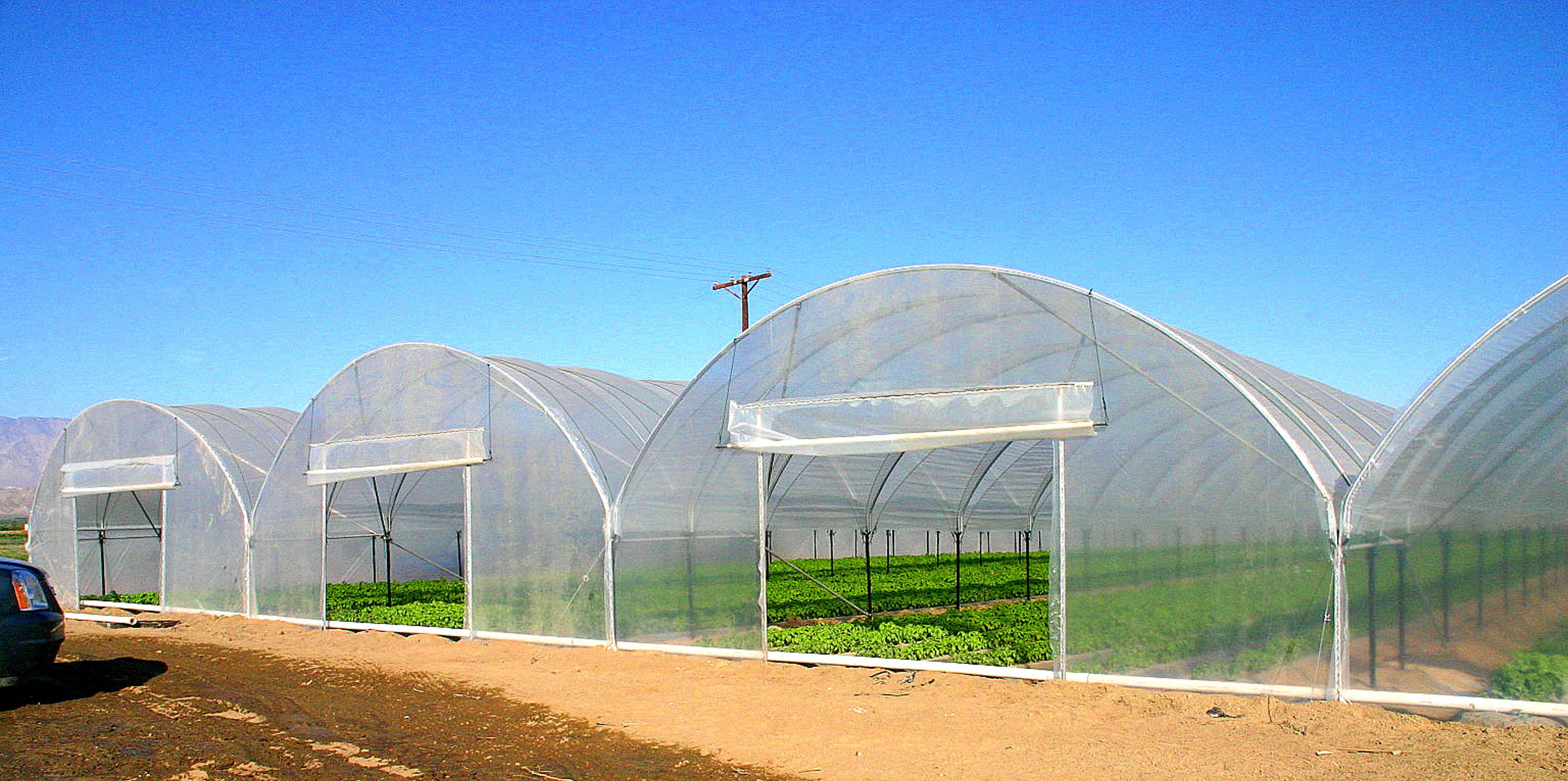 Conjoining hoop-houses with clear film covering leafy green crops in desert valley