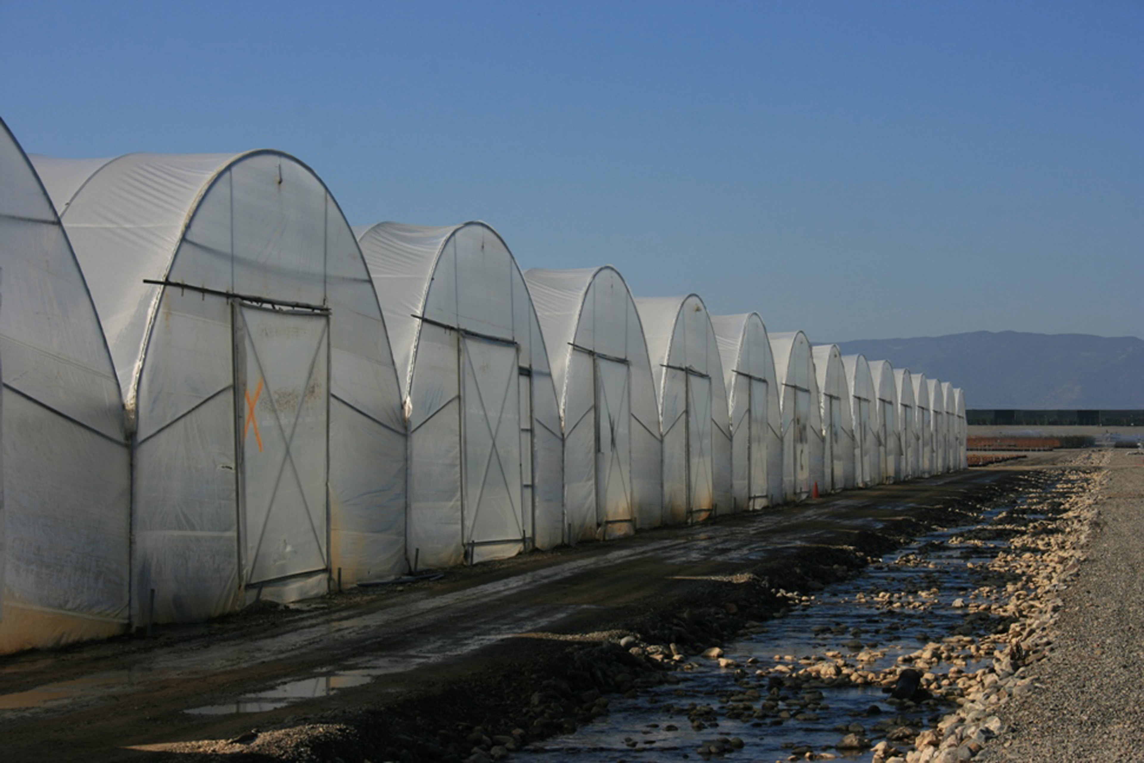 Row of hoop-house greenhouse structures
