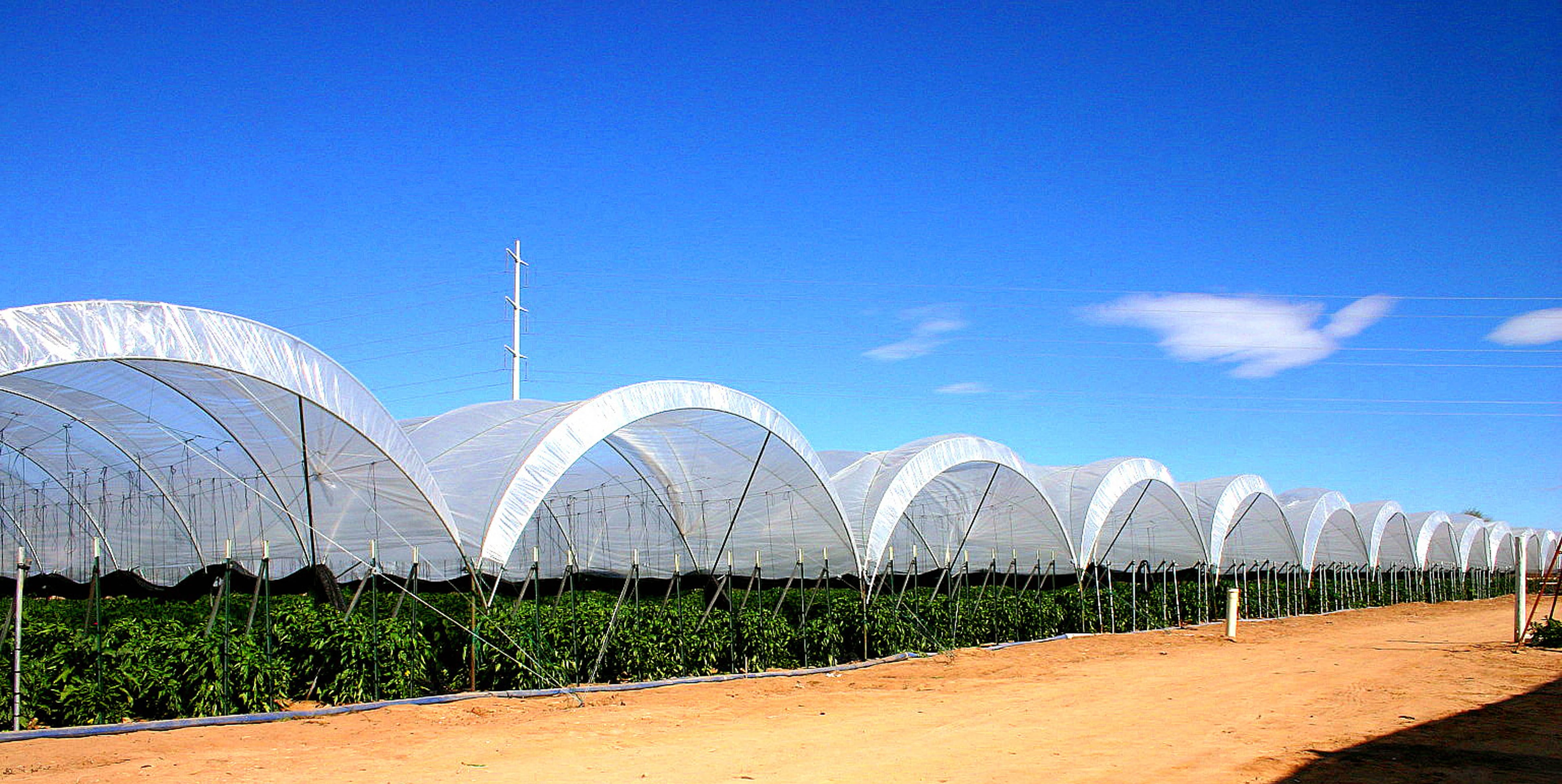 Peppers growing under hoop-house structures