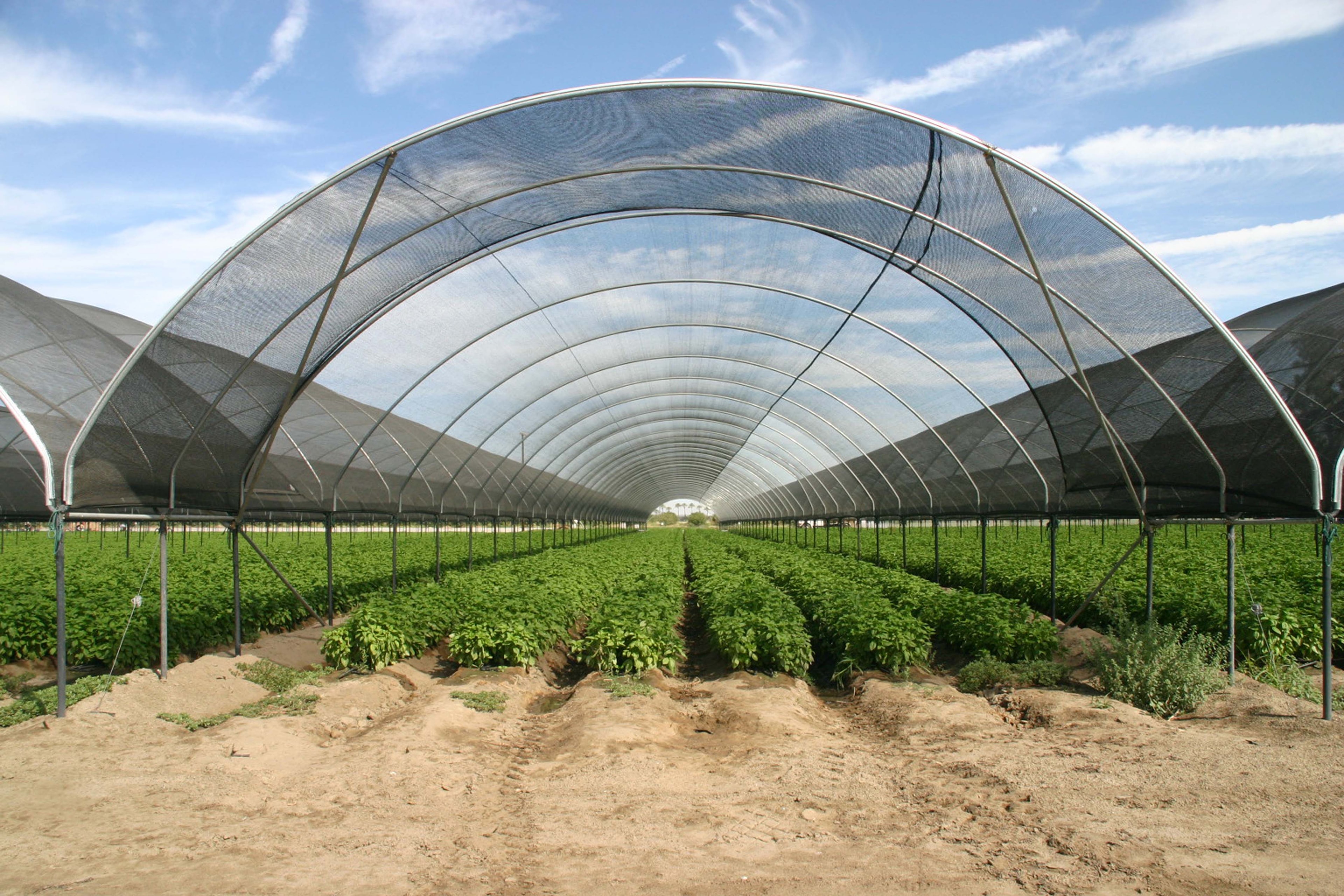 Large agricultural hoop-house with shade net and rows of green plants
