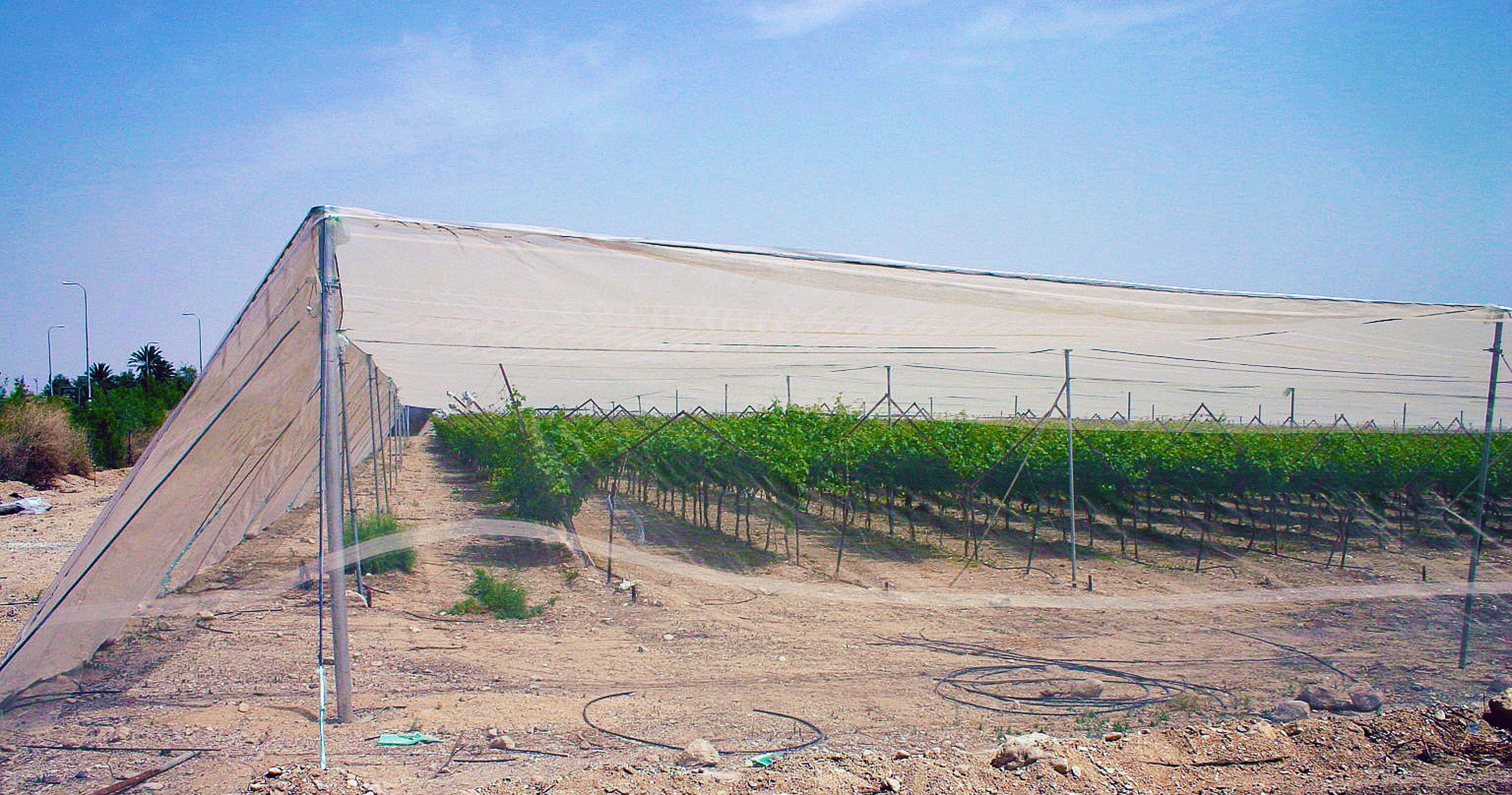 Shade structure and trellis system for grapes — white shade cloth over grape vine rows with drip irrigation