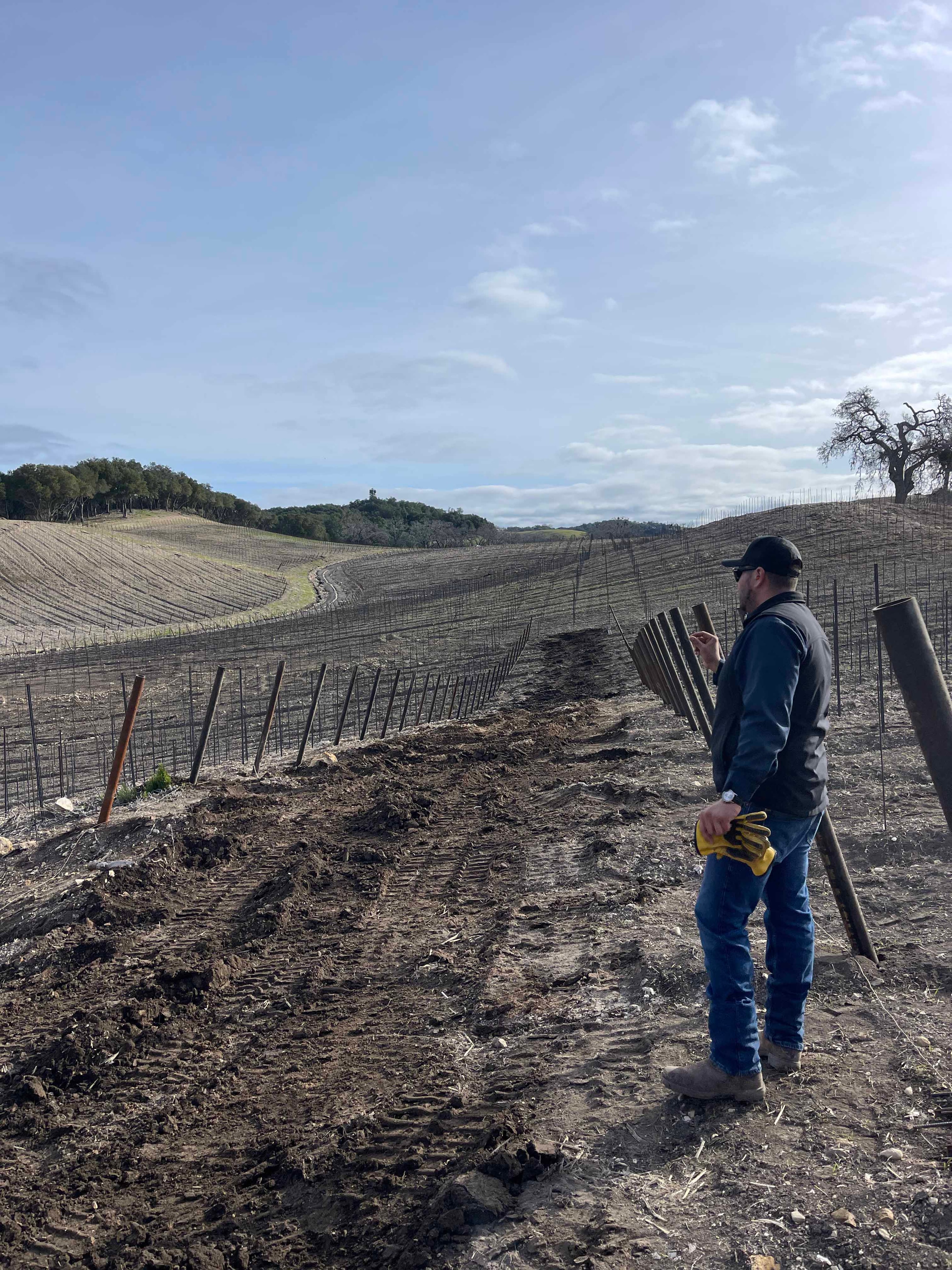 Vineyard trellising installation — worker inspecting rows of metal trellis posts on hillside