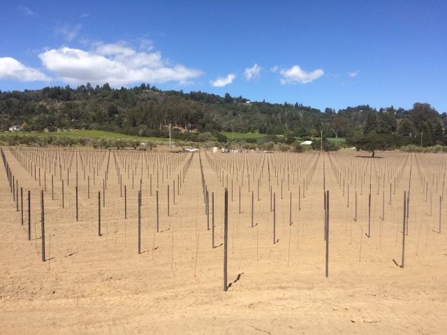 Vineyard trellising — rows of metal posts with wire in open field ready for planting