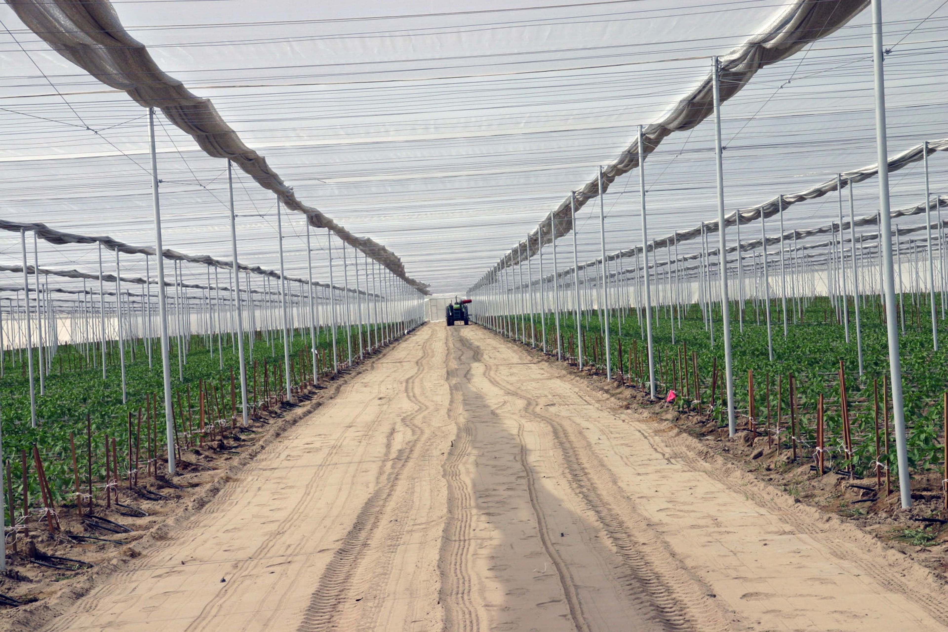 Interior of 1,300-foot long shade structure with tractor driving through rows of pepper plants