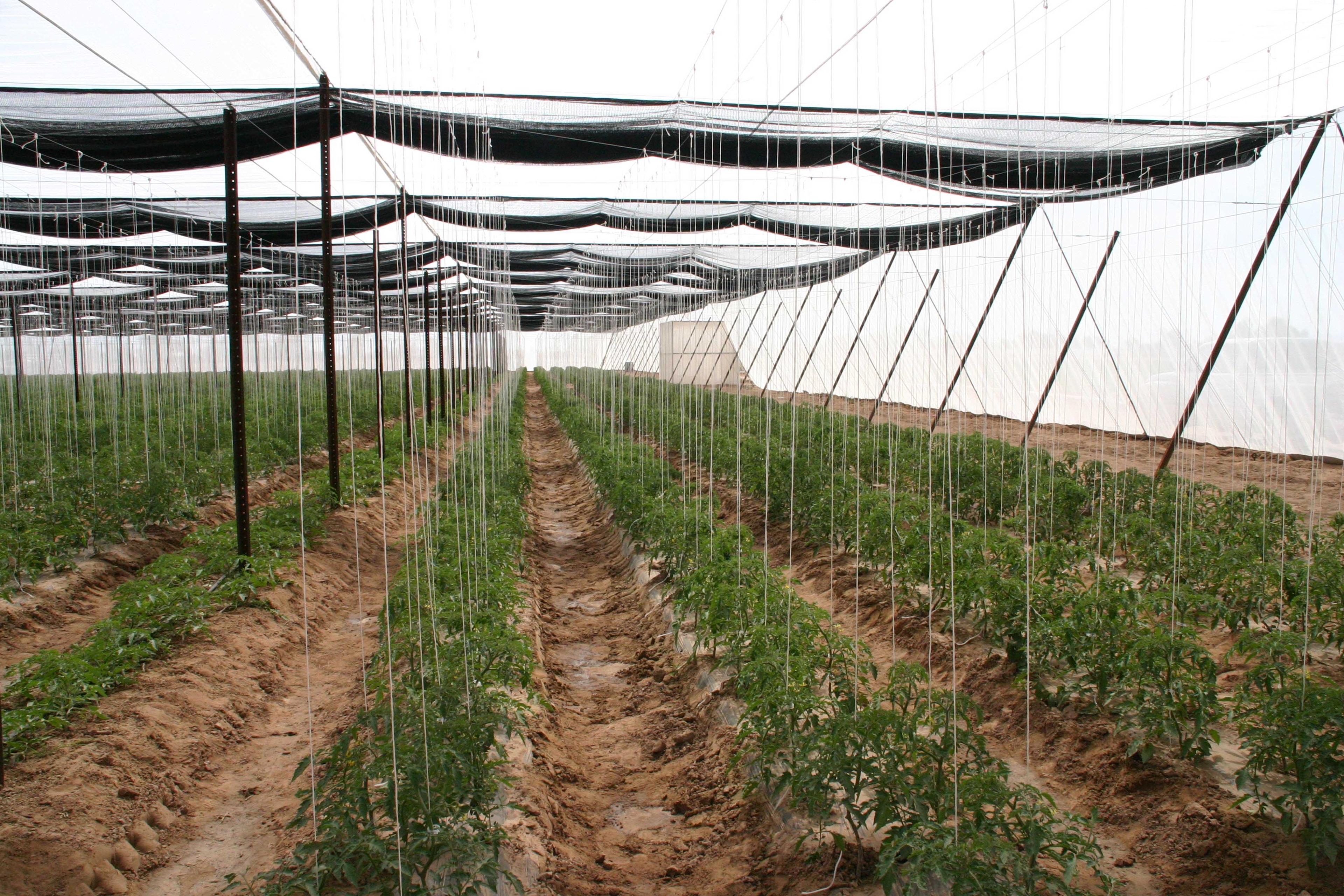 Interior of screen structure with retractable shade net and tomato plants on trellis strings