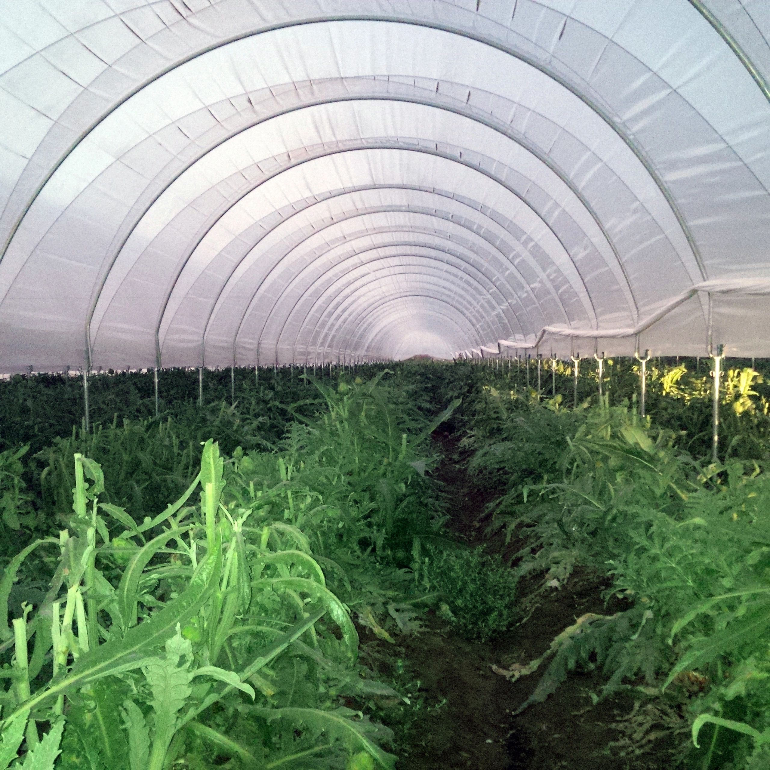 Interior of agricultural hoop-house covering artichoke crops